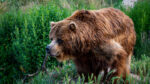 Осторожно, медведь: специалисты рассказали томичам о том, как себя вести при встрече с опасным хищником